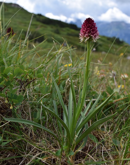 Nigritella rhellicani / Nigritella comune