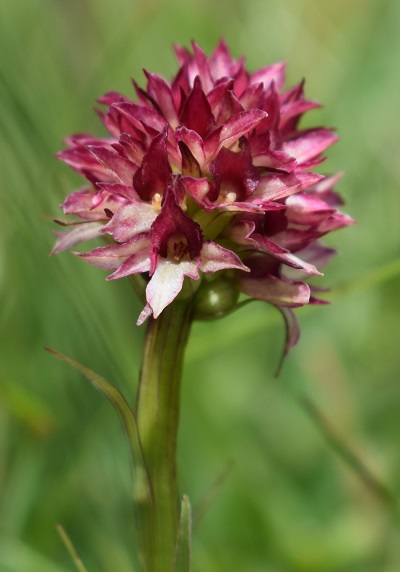 Nigritella rhellicani / Nigritella comune