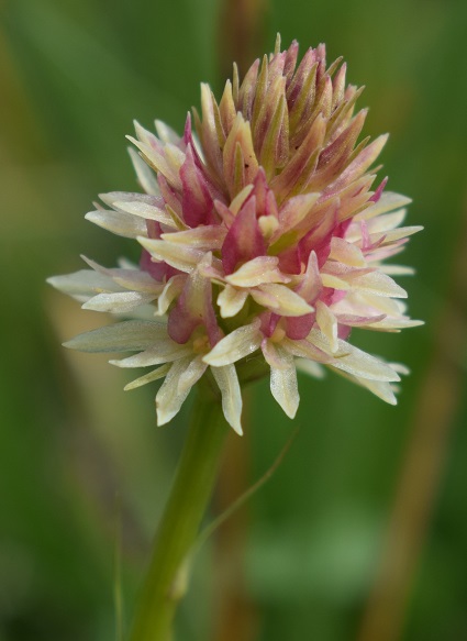 Nigritella rhellicani / Nigritella comune