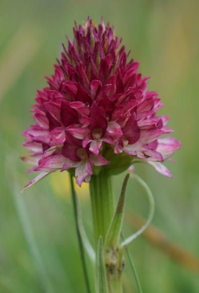 Nigritella rhellicani / Nigritella comune