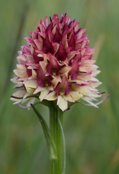 Nigritella rhellicani / Nigritella comune