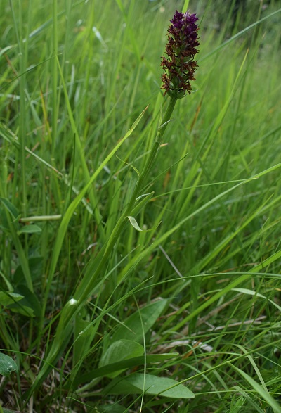 xGymnigritella suaveolens (G. conopsea x N. rhellicani)