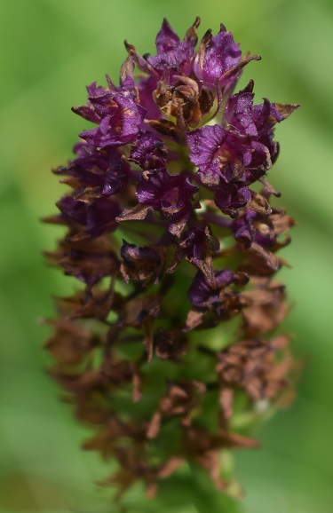 xGymnigritella suaveolens (G. conopsea x N. rhellicani)