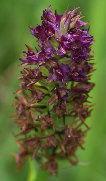 xGymnigritella suaveolens (G. conopsea x N. rhellicani)