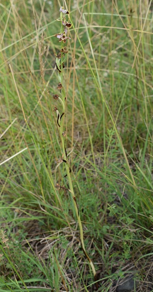 Ophrys tetraloniae / Ofride Tetralonia