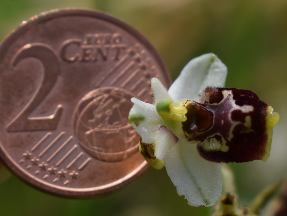 Ophrys tetraloniae / Ofride Tetralonia