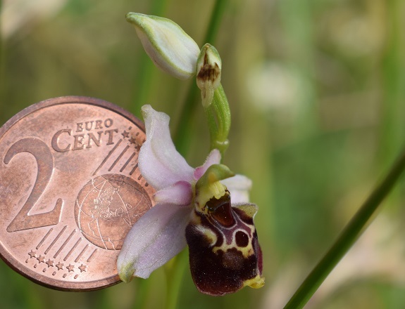 Ophrys tetraloniae / Ofride Tetralonia