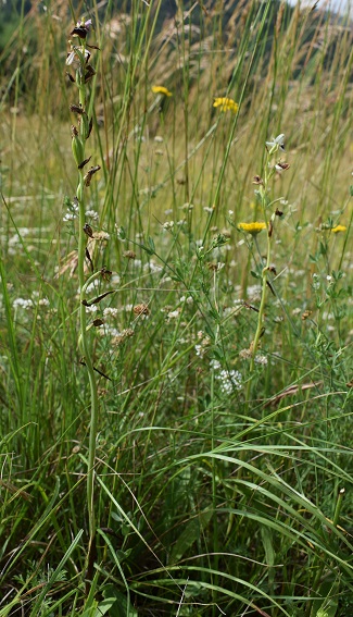 Ophrys tetraloniae / Ofride Tetralonia