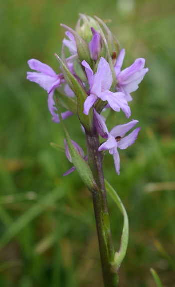 Gymnadenia conopsea anomala?