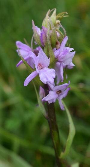 Gymnadenia conopsea anomala?