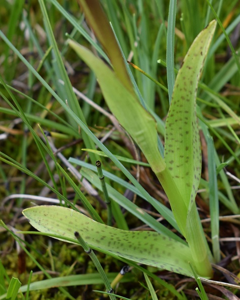 xDactylodenia?