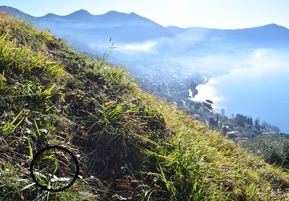 Le prime fioriture sul Lago d''Iseo!