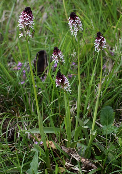 Auguri&Orchidee