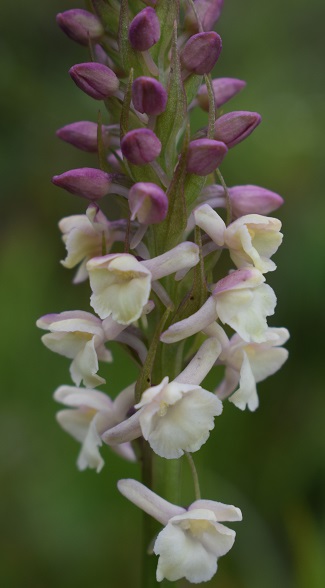 Auguri&Orchidee