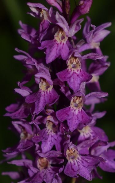Auguri&Orchidee