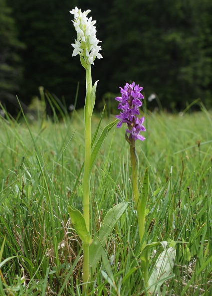 Dactylorhiza incarnata a fiori bianchi