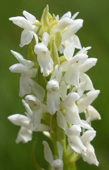 Dactylorhiza incarnata a fiori bianchi