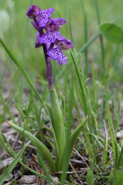 Lusus di Anacamptis morio?