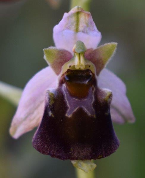 Ophrys da identificare