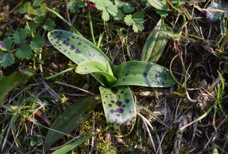 Orchis mascula con foglie maculate?