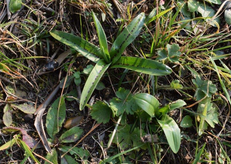 Orchis mascula con foglie maculate?