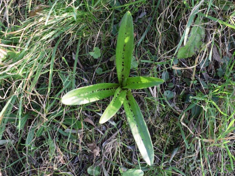 Orchis mascula con foglie maculate?