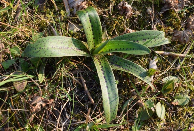 Orchis mascula con foglie maculate?