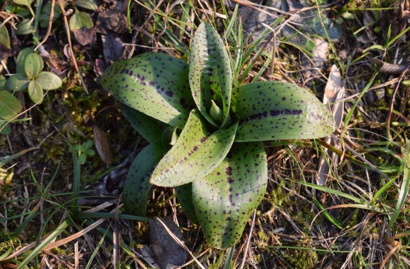 Orchis mascula con foglie maculate?