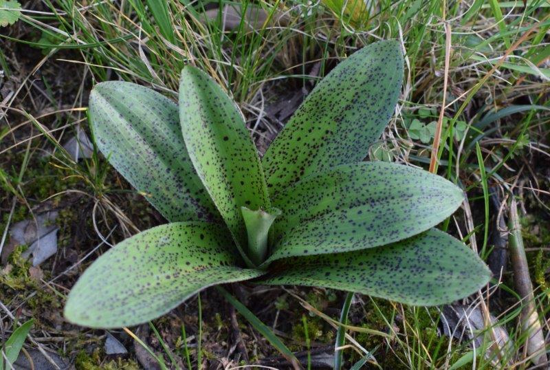 Orchis mascula con foglie maculate?