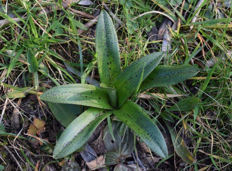 Orchis mascula con foglie maculate?