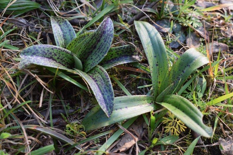 Orchis mascula con foglie maculate?