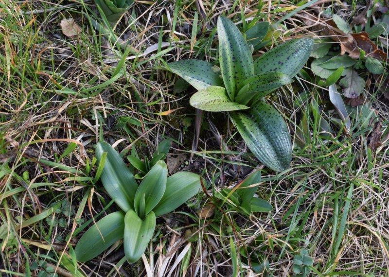 Orchis mascula con foglie maculate?