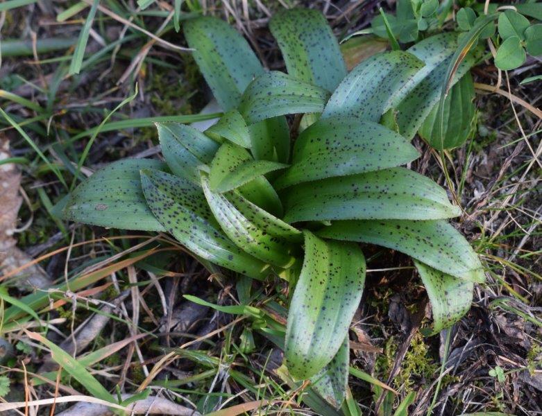 Orchis mascula con foglie maculate?