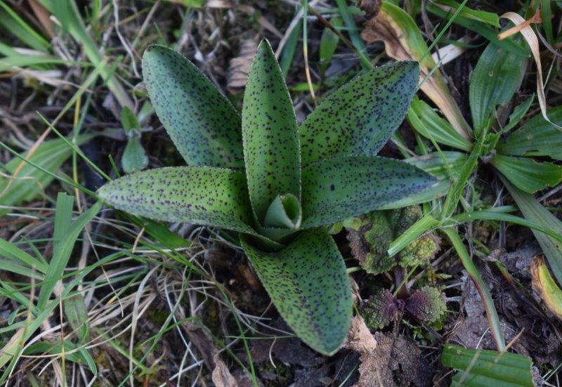 Orchis mascula con foglie maculate?