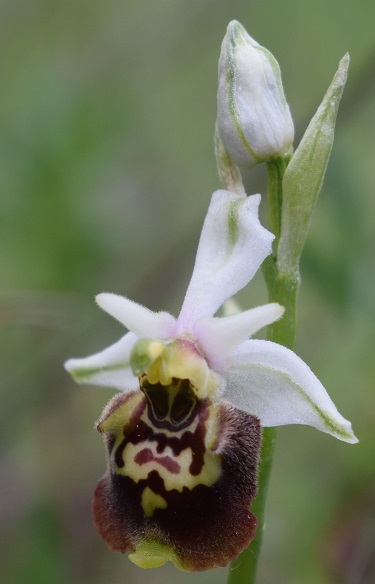 Ophrys da identificare 3
