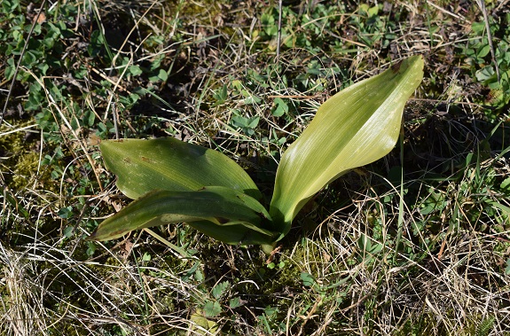 Chiedo conferma per Himantoglossum robertianum