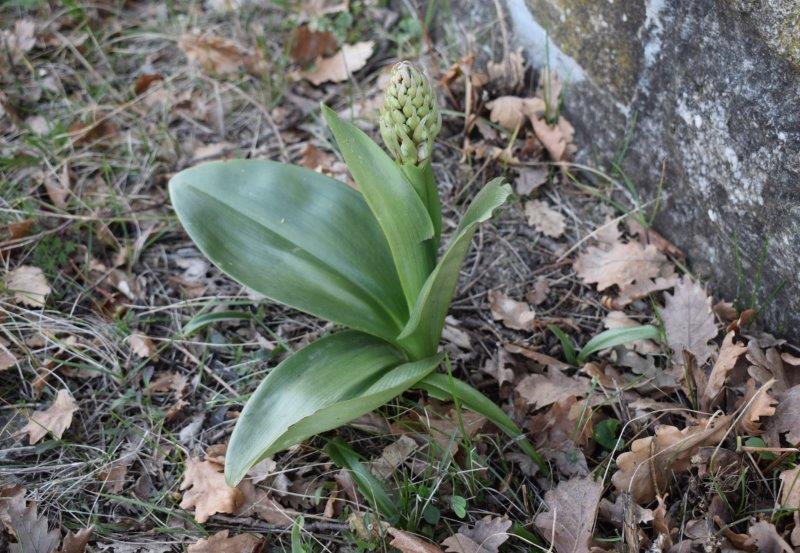 Barlie nell''Appennino Piacentino