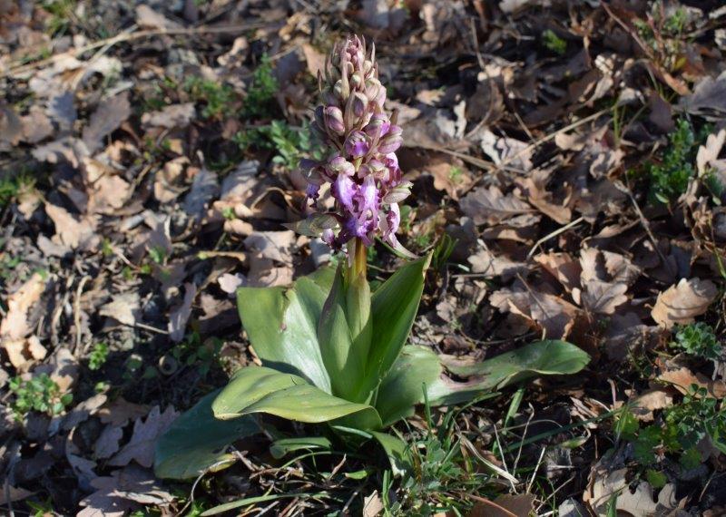 Barlie nell''Appennino Piacentino