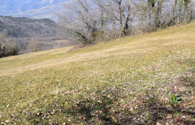 Barlie nell''Appennino Piacentino