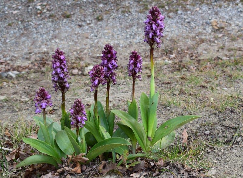 Barlie nell''Appennino Piacentino