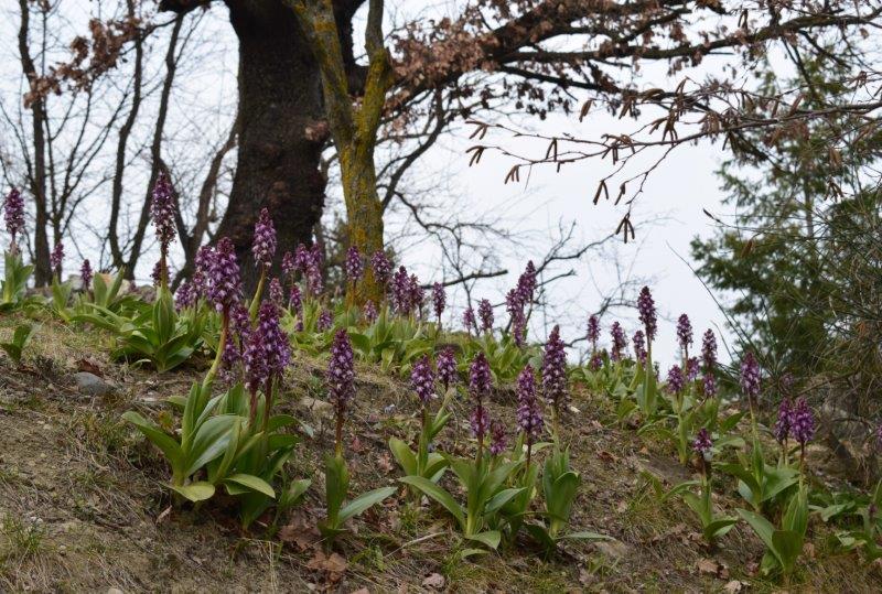 Barlie nell''Appennino Piacentino