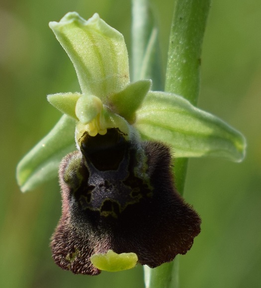 Ophrys da identificare 4