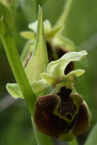 Ophrys da identificare 4