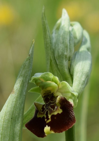 Ophrys da identificare 4