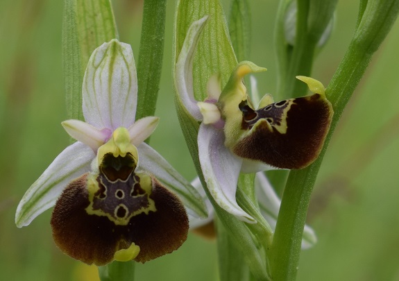 Ophrys da identificare 4