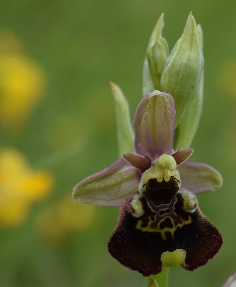 Ophrys da identificare 4