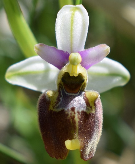 Ophrys da identificare 2