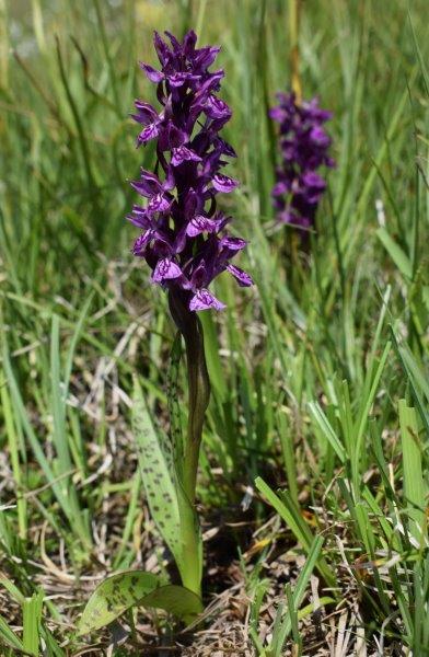 Varie Dactylorhiza dalle torbiere del Tonale