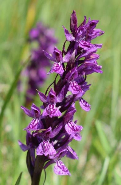 Varie Dactylorhiza dalle torbiere del Tonale