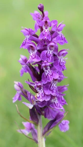 Varie Dactylorhiza dalle torbiere del Tonale